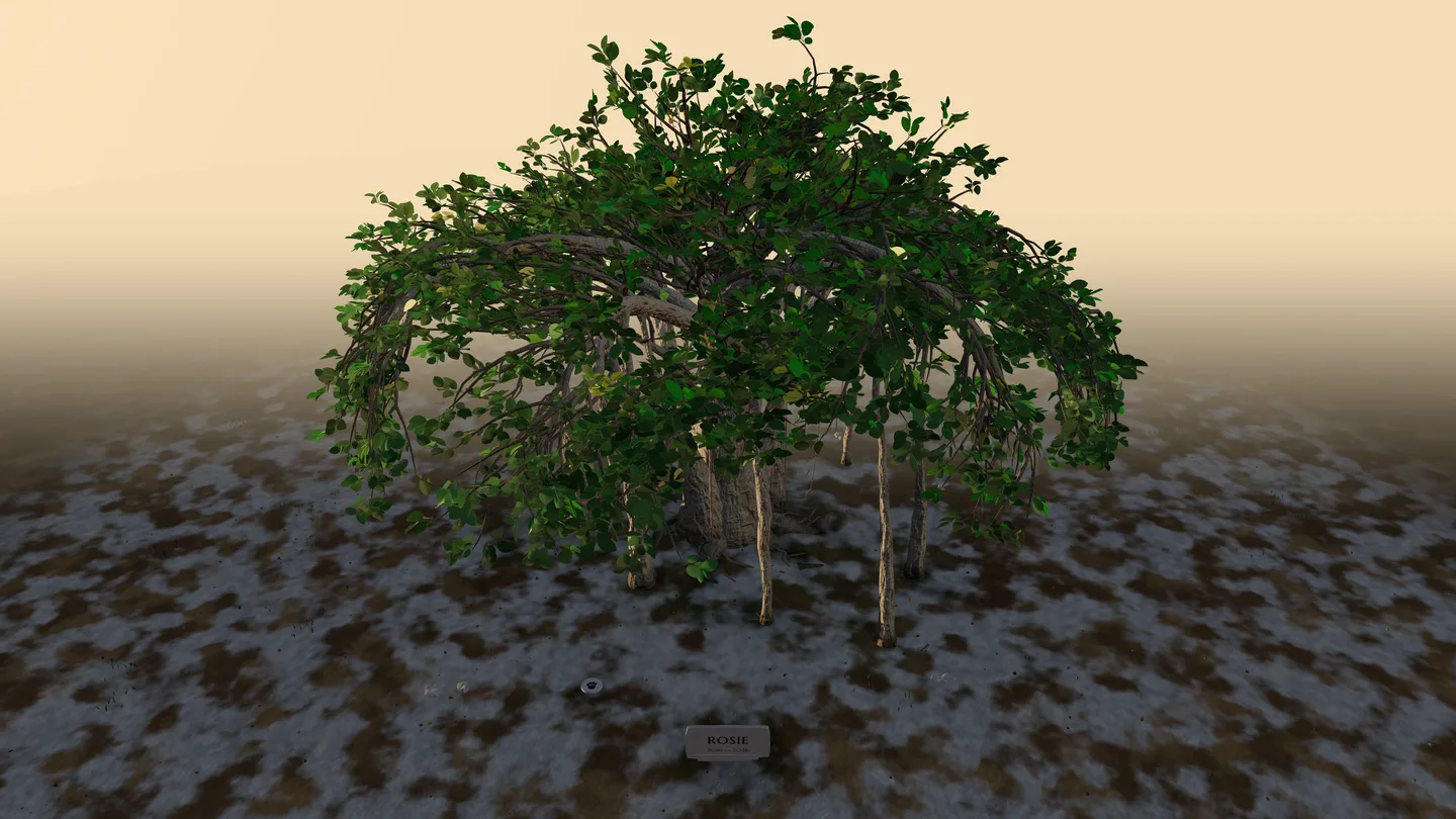 Rosie’s Sheltering banyan seen directly from above, its irregular crown spread over a pale stone-and-gravel grove.